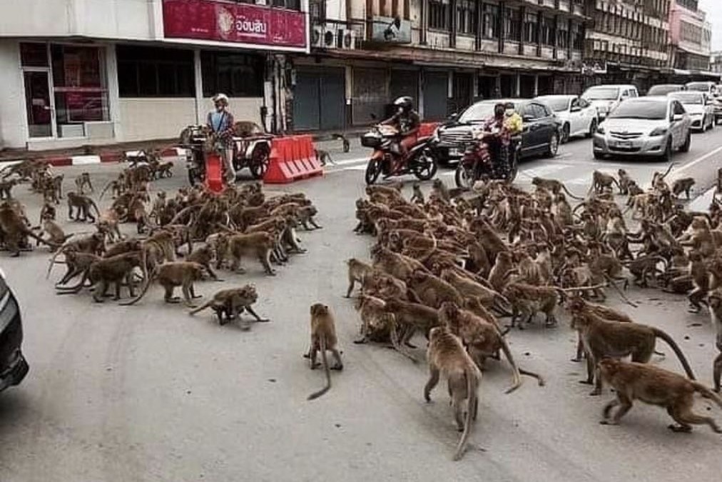 Hang tram con khi hon chien tren duong pho Thai Lan hinh anh