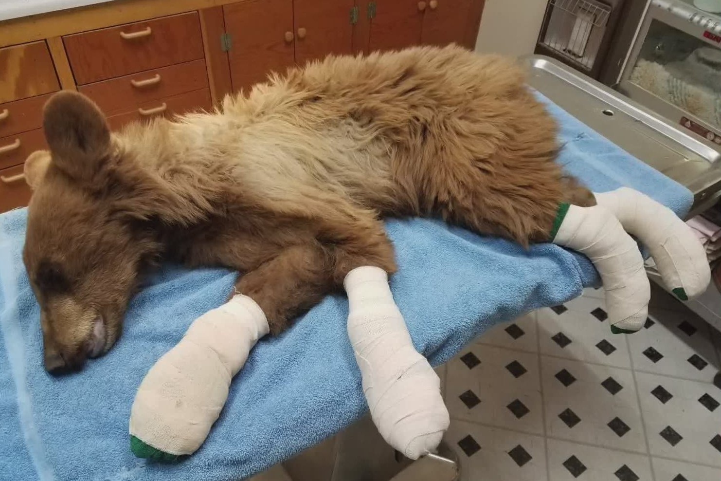 Gau con bi bong ca 4 chan trong tran chay rung o My hinh anh