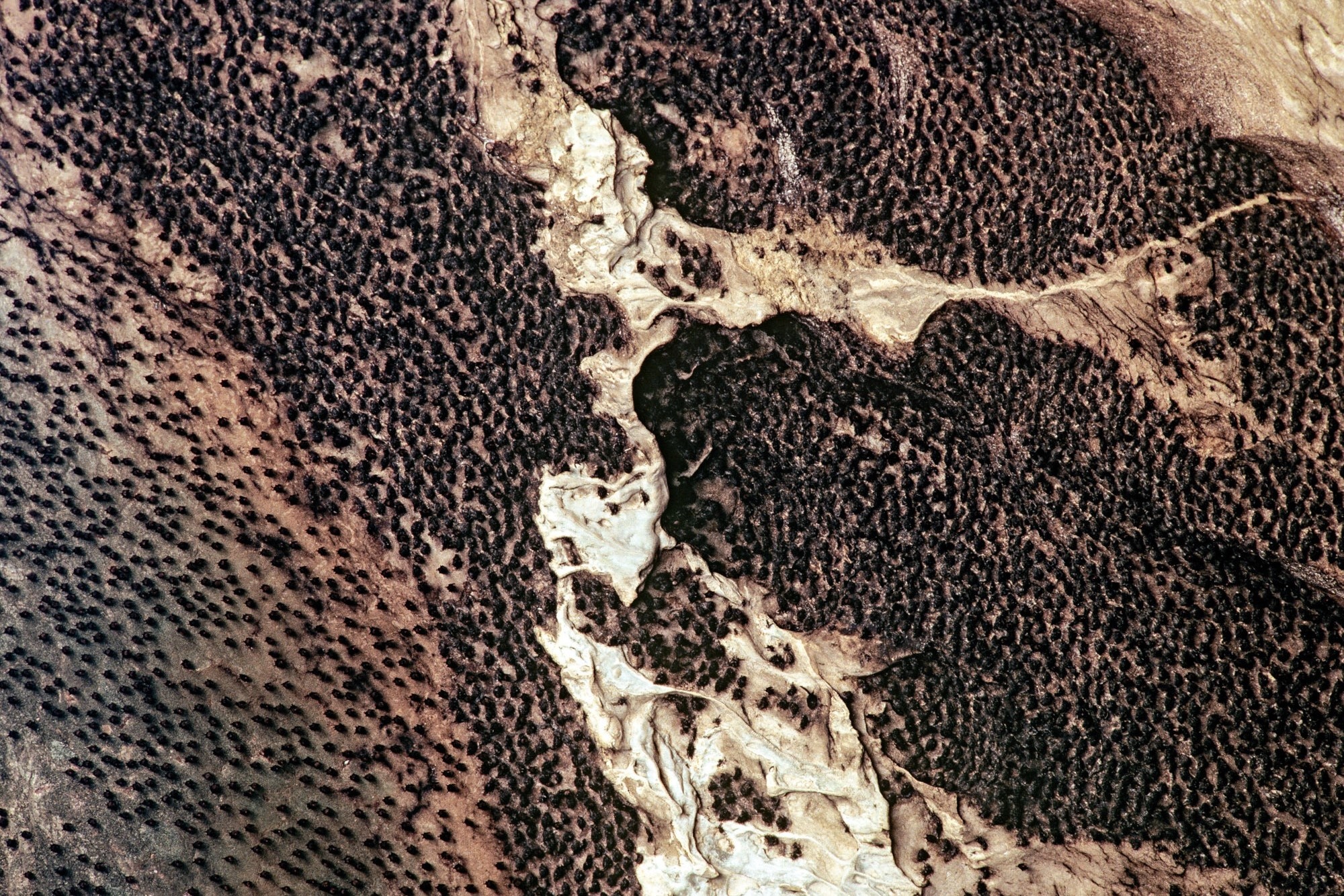 Hang dong co hon 4 trieu con gian hinh anh