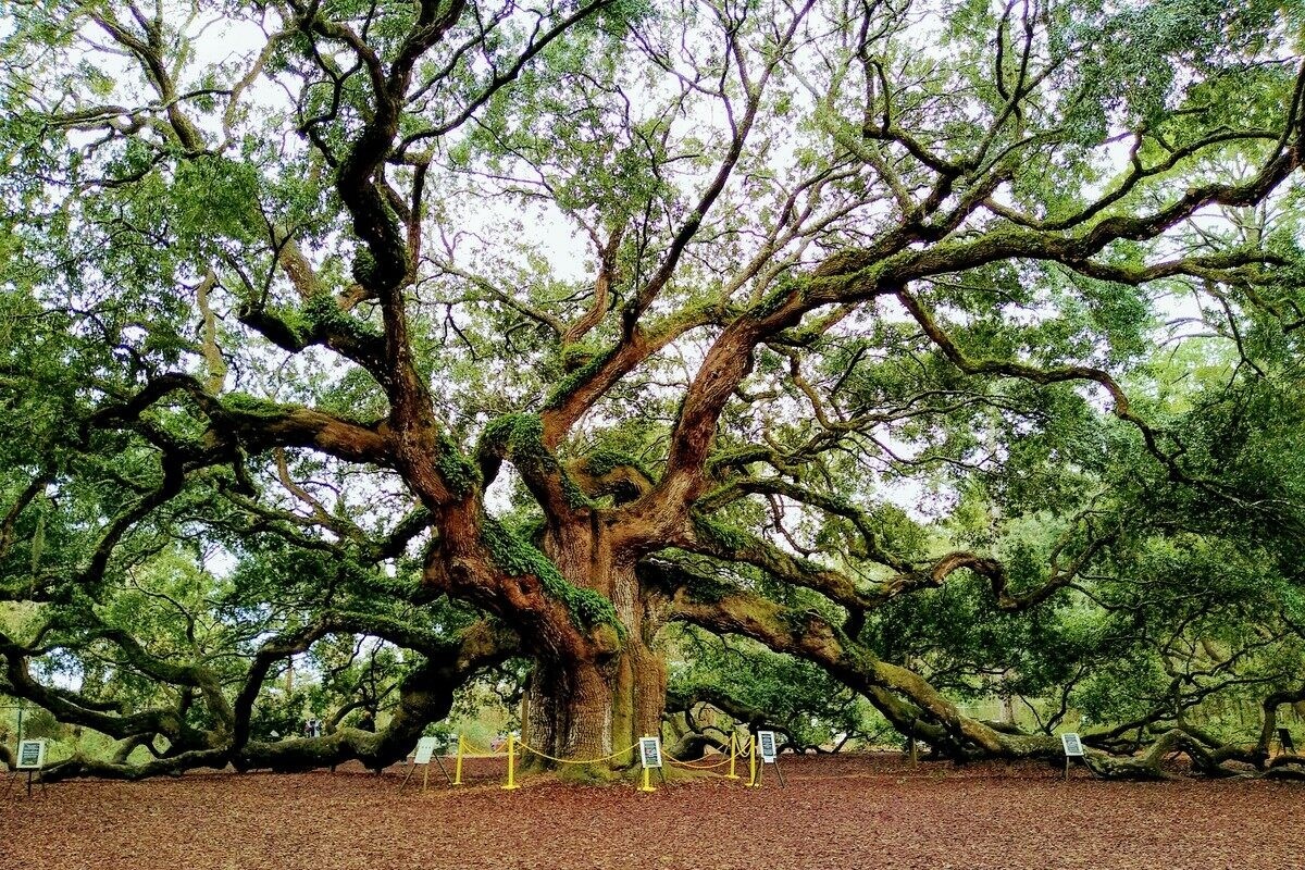 Cay soi 'thien than' bao phu hon 1.500 m2 hinh anh