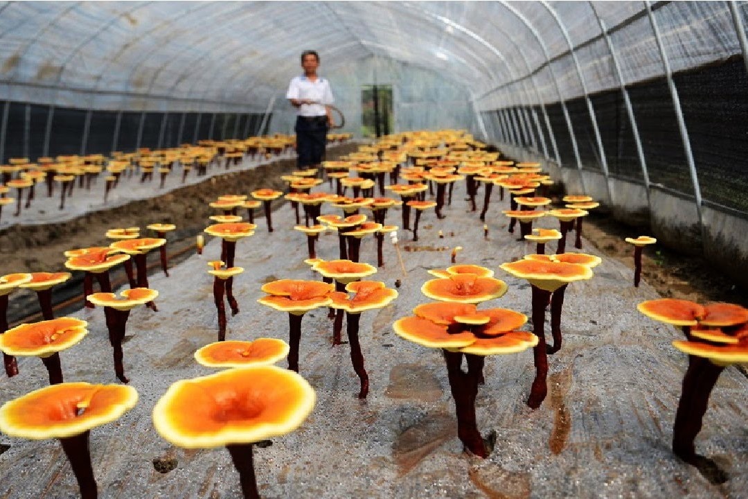 Nam linh chi duoc trong the nao? hinh anh