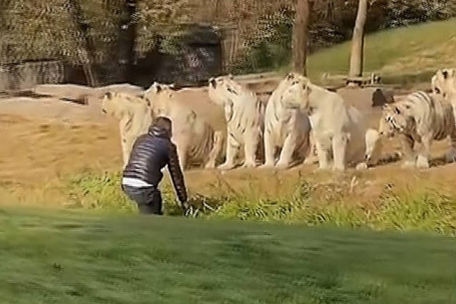 Du khach Trung Quoc dot nhap khu nuoi 11 con ho trang hinh anh