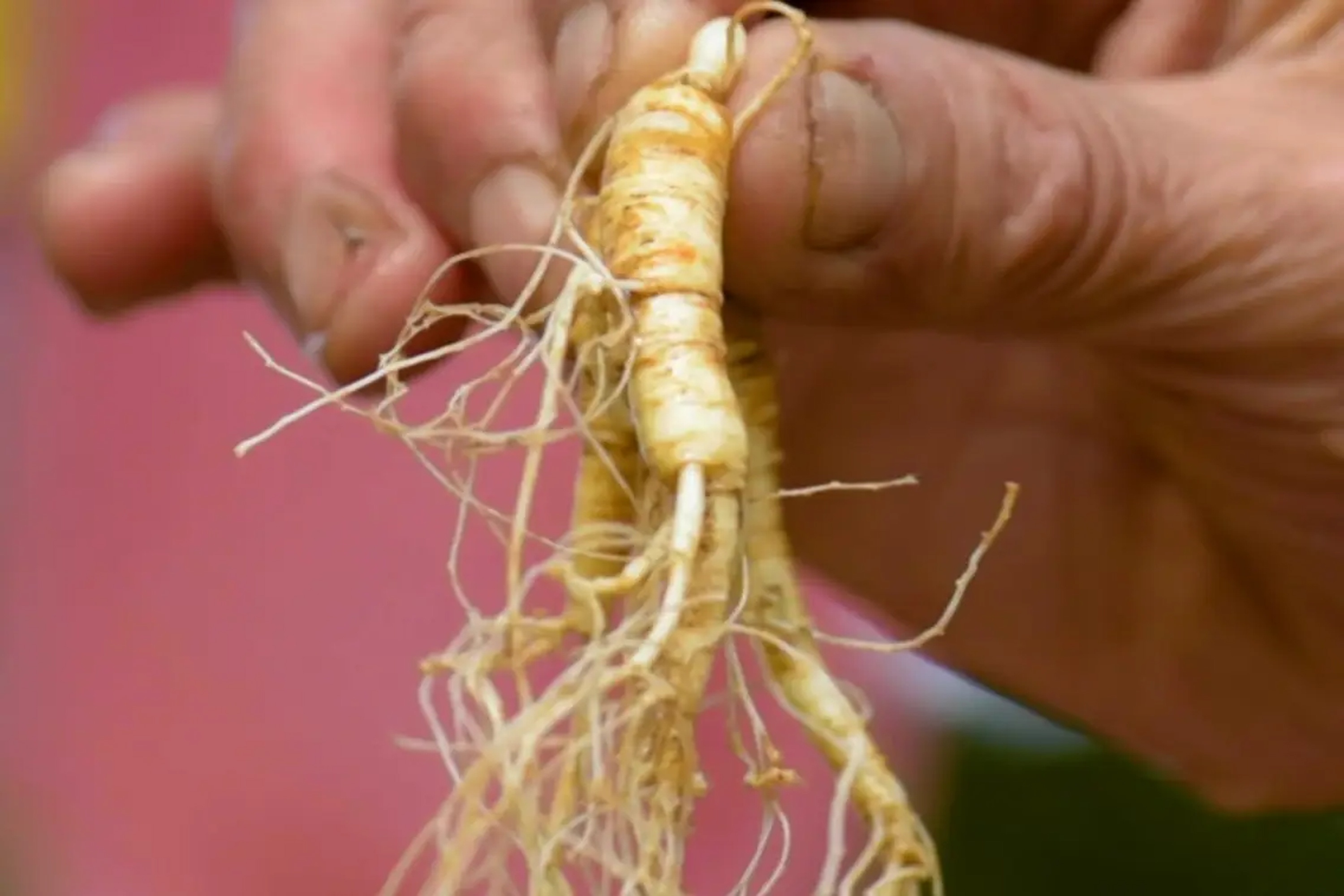 Vi sao nhan sam rung co gia dat do? hinh anh