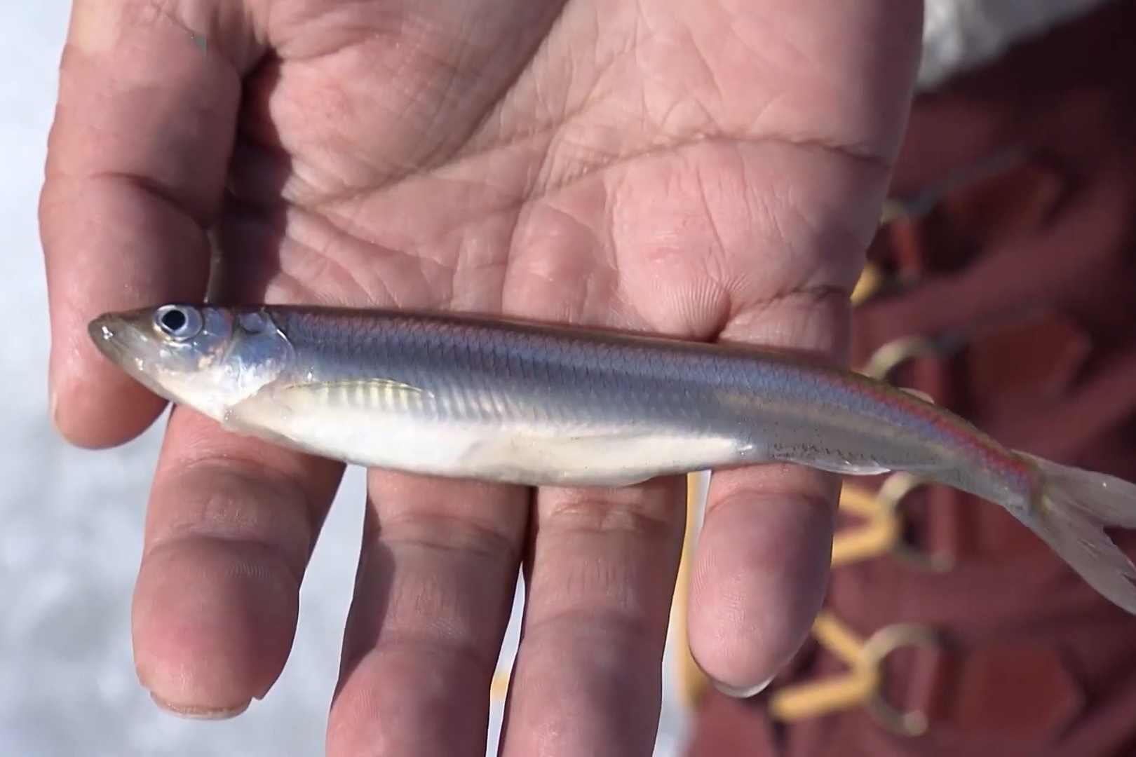 Cach nguoi Nhat cau ca tren song bang hinh anh