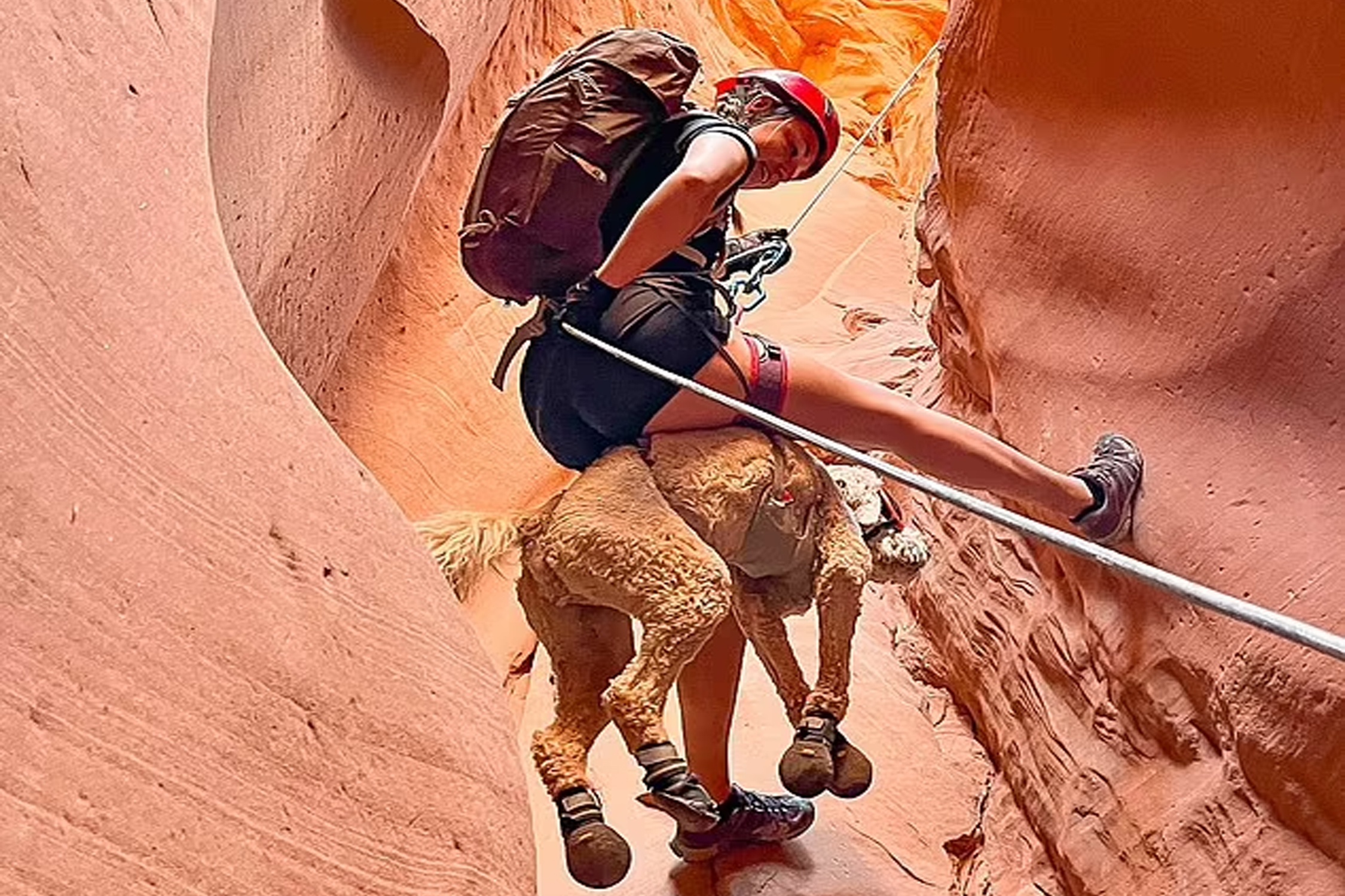 Chu cho noi tieng voi nhung cuoc phieu luu mao hiem hinh anh