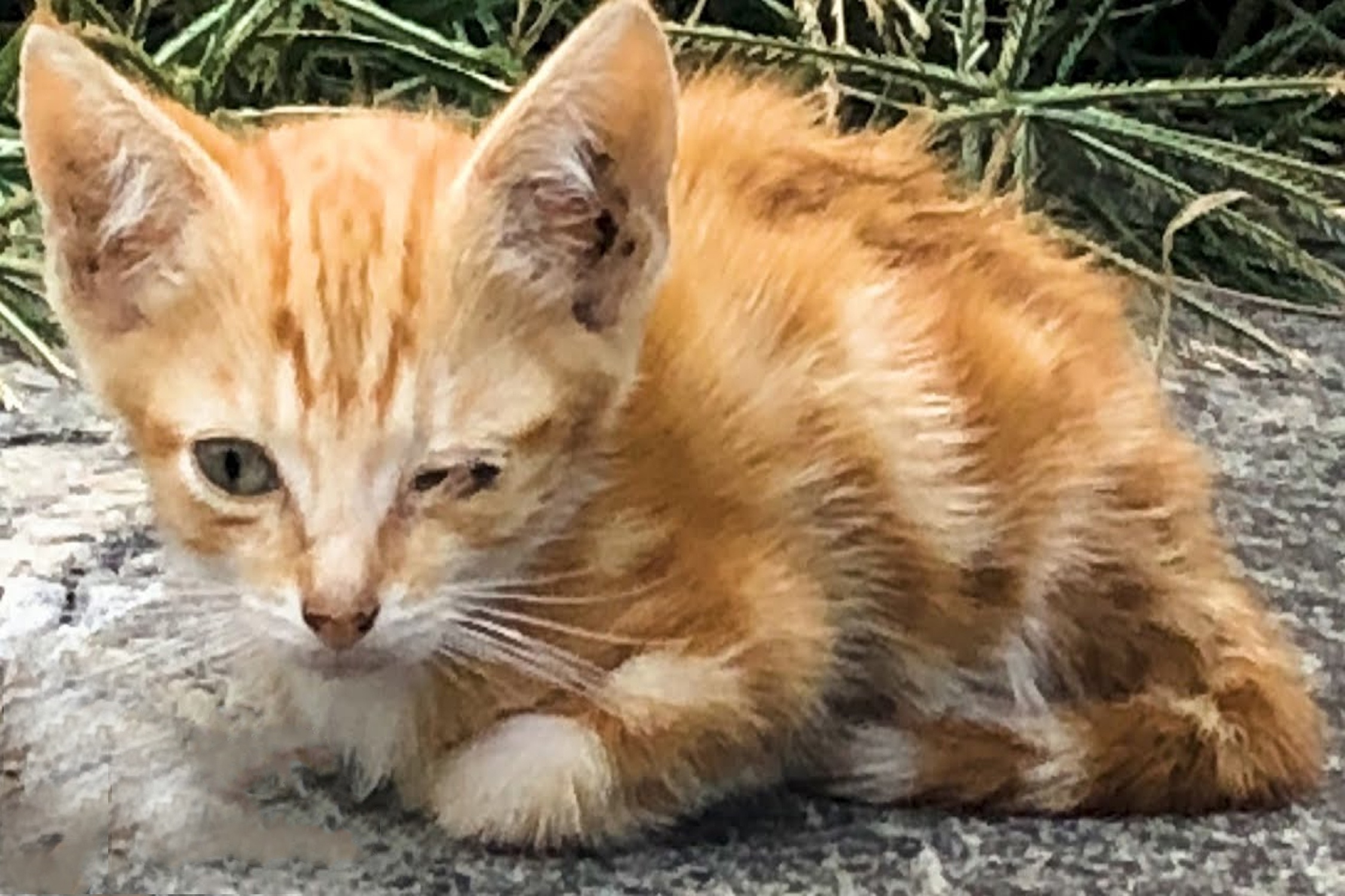 Giai cuu chu meo 4 tuan tuoi bi nhiem trung mat hinh anh