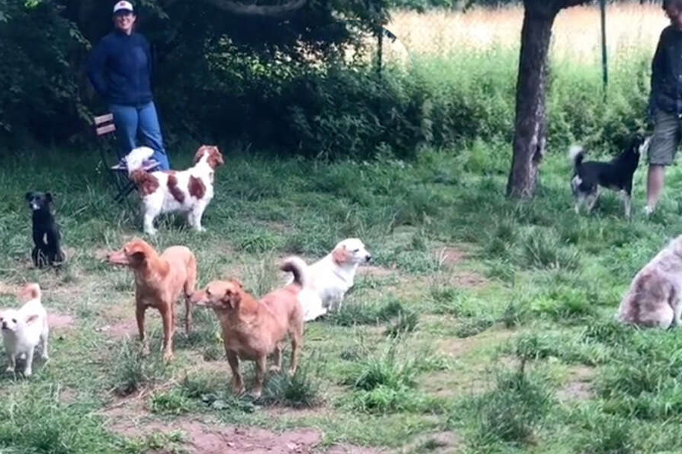 Phan ung hai huoc cua bay cho huong noi hinh anh