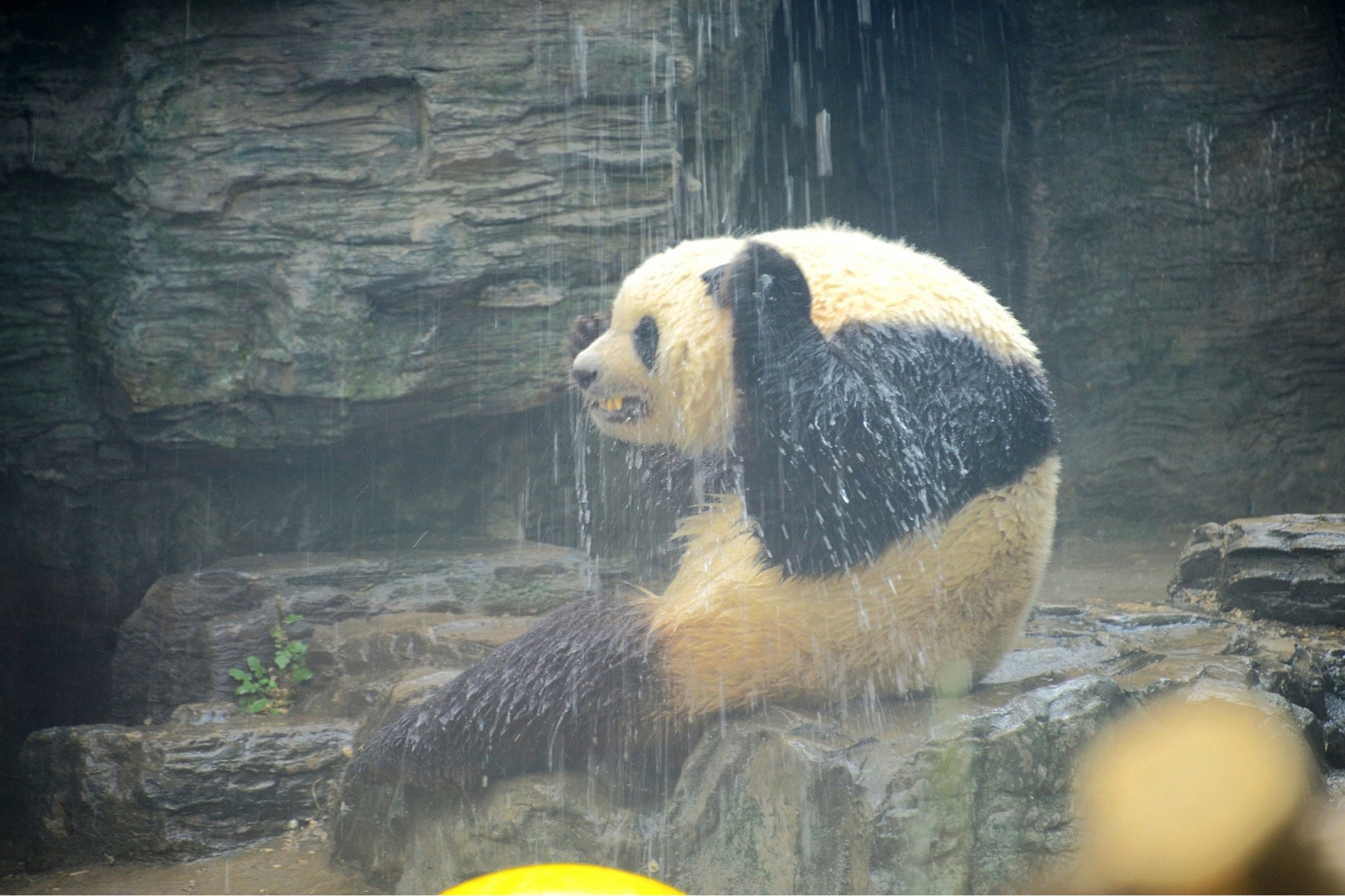 Nang nong ky luc, so thu o Thuong Hai tim cach giai nhiet cho dong vat hinh anh