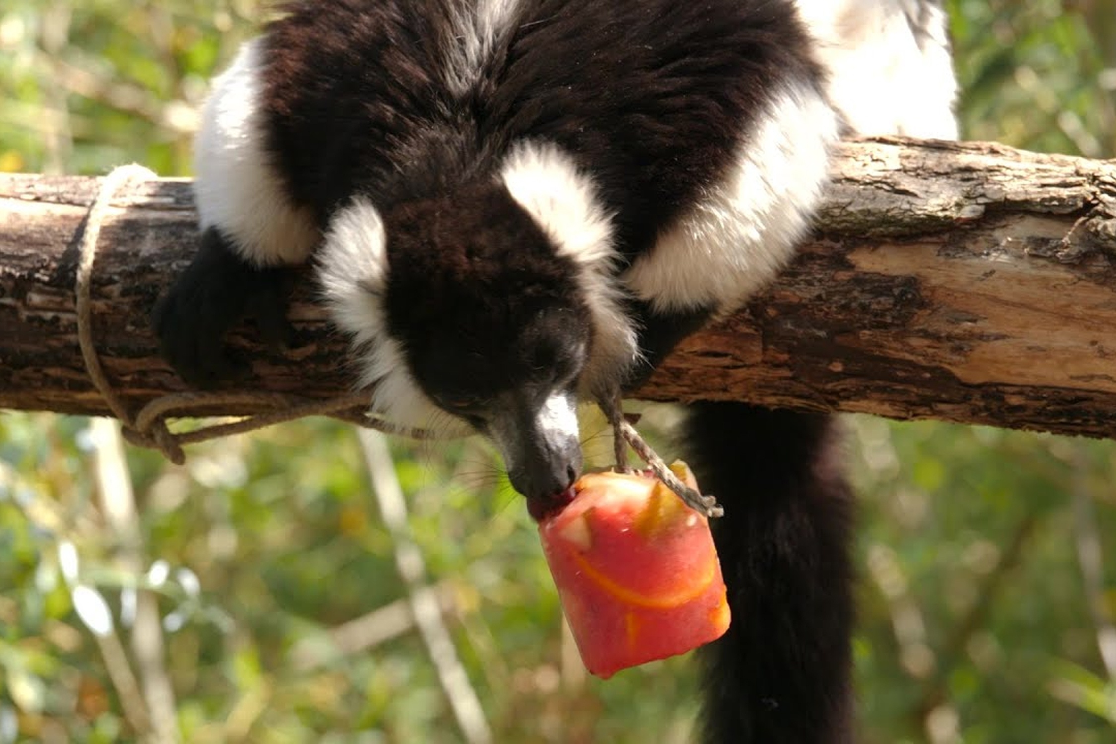 Dong vat ha nhiet bang trai cay dong lanh o Phap hinh anh