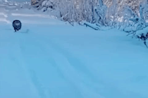 Chu meo chay nhanh nhu bao san hinh anh