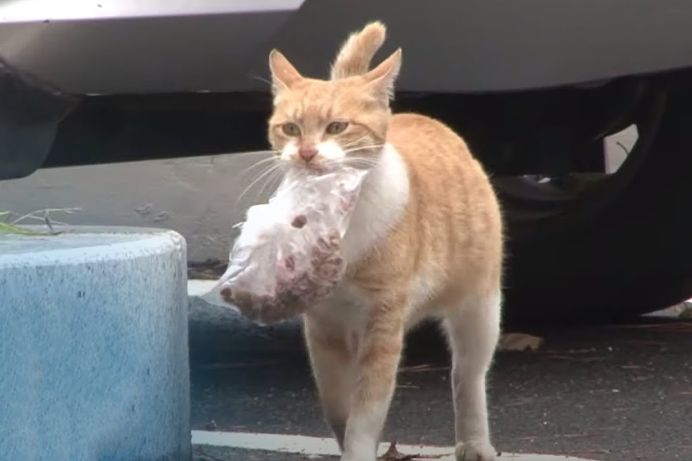 Meo me biet di xin thuc an cho con hinh anh