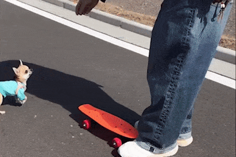 Cho Chihuahua truot van dieu luyen hinh anh