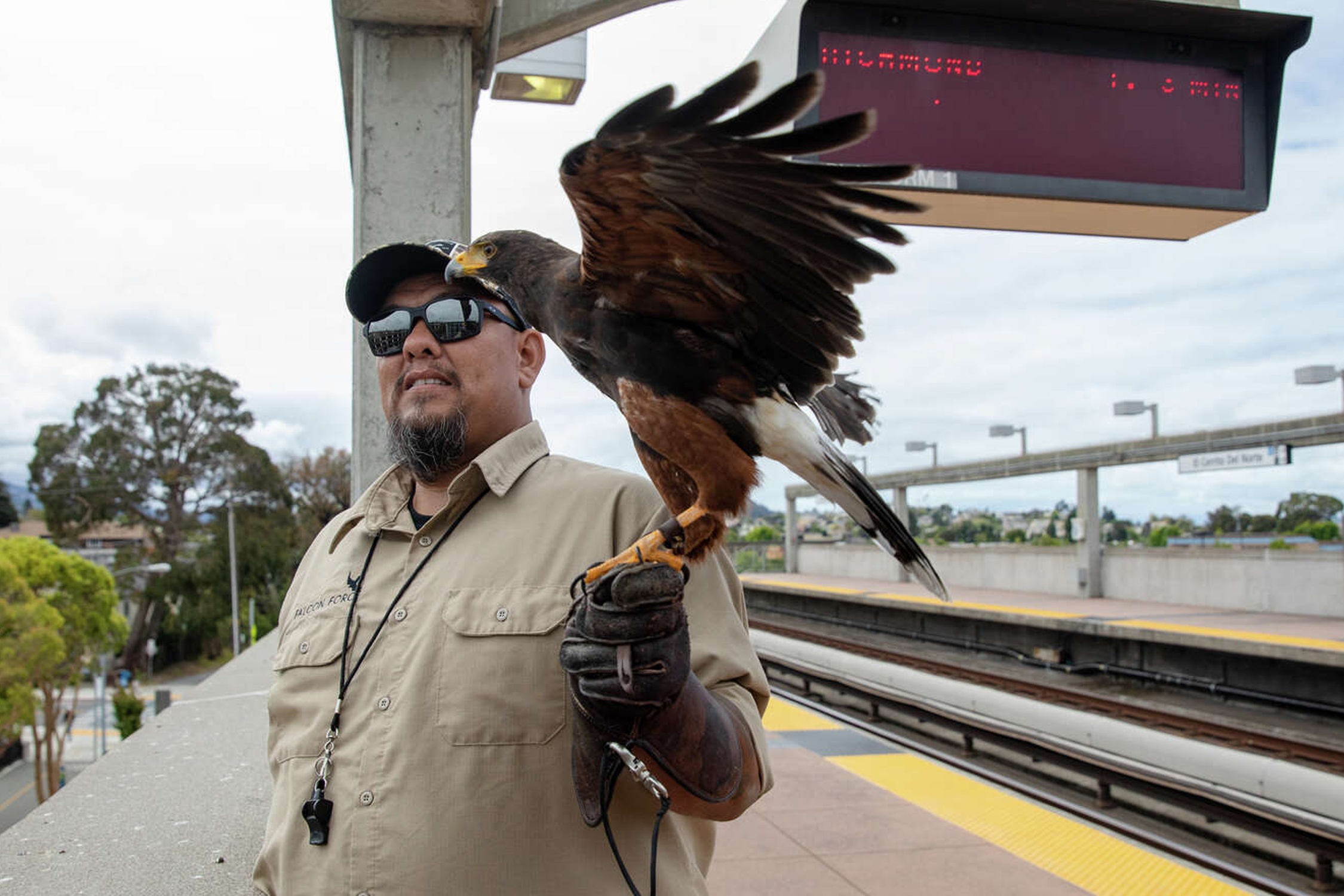 Dieu hau xua duoi chim bo cau khoi tau dien ngam hinh anh