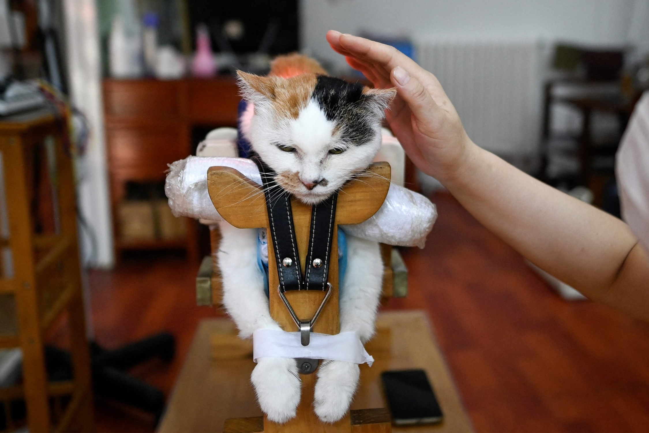 Dich vu cham cuu thu cung hinh anh