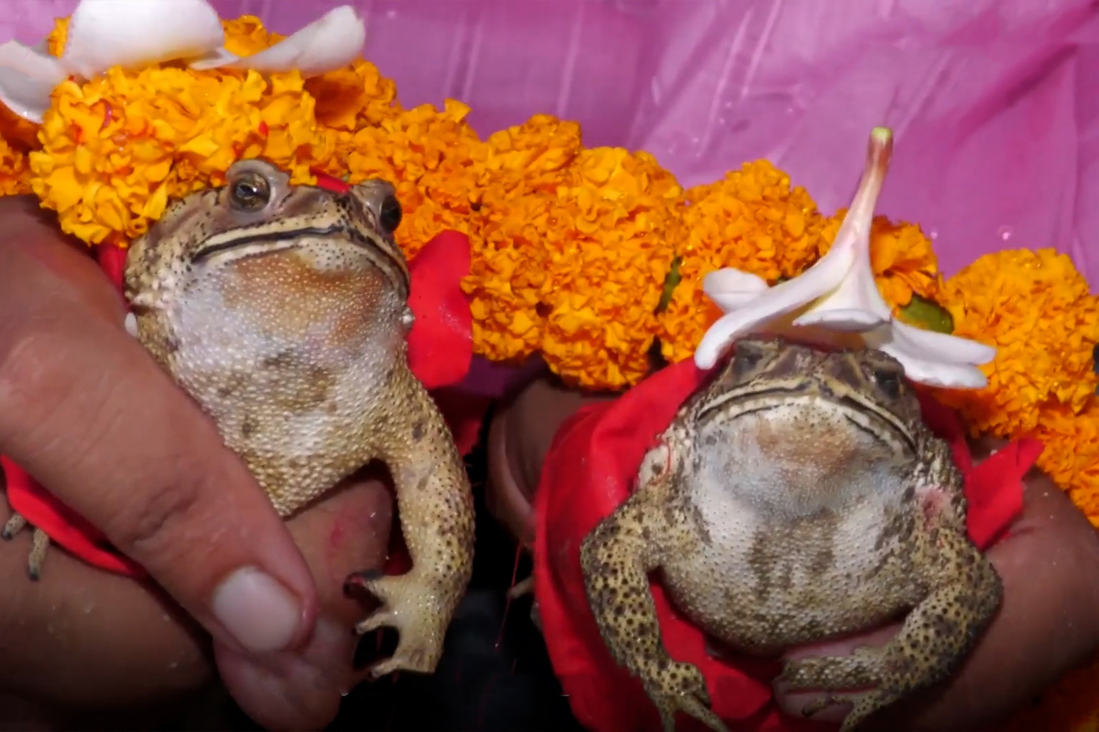 Lam dam cuoi cho ech de cau mua hinh anh