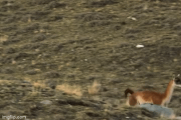 Bao su tu lieu mang san lac da hinh anh