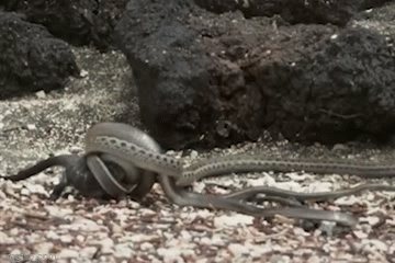 Cu da thoat nanh ran trong gang tac hinh anh