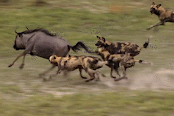 Dan cho hoang san duoi linh duong dau bo hinh anh