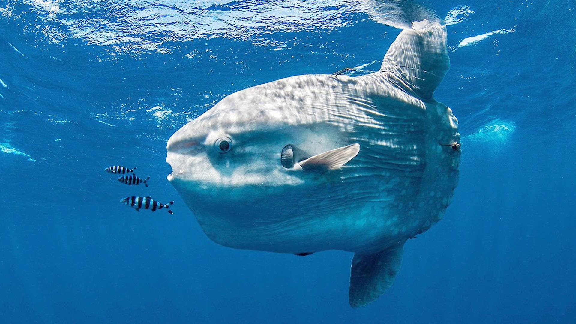 Loai ca co xuong lon nhat the gioi hinh anh