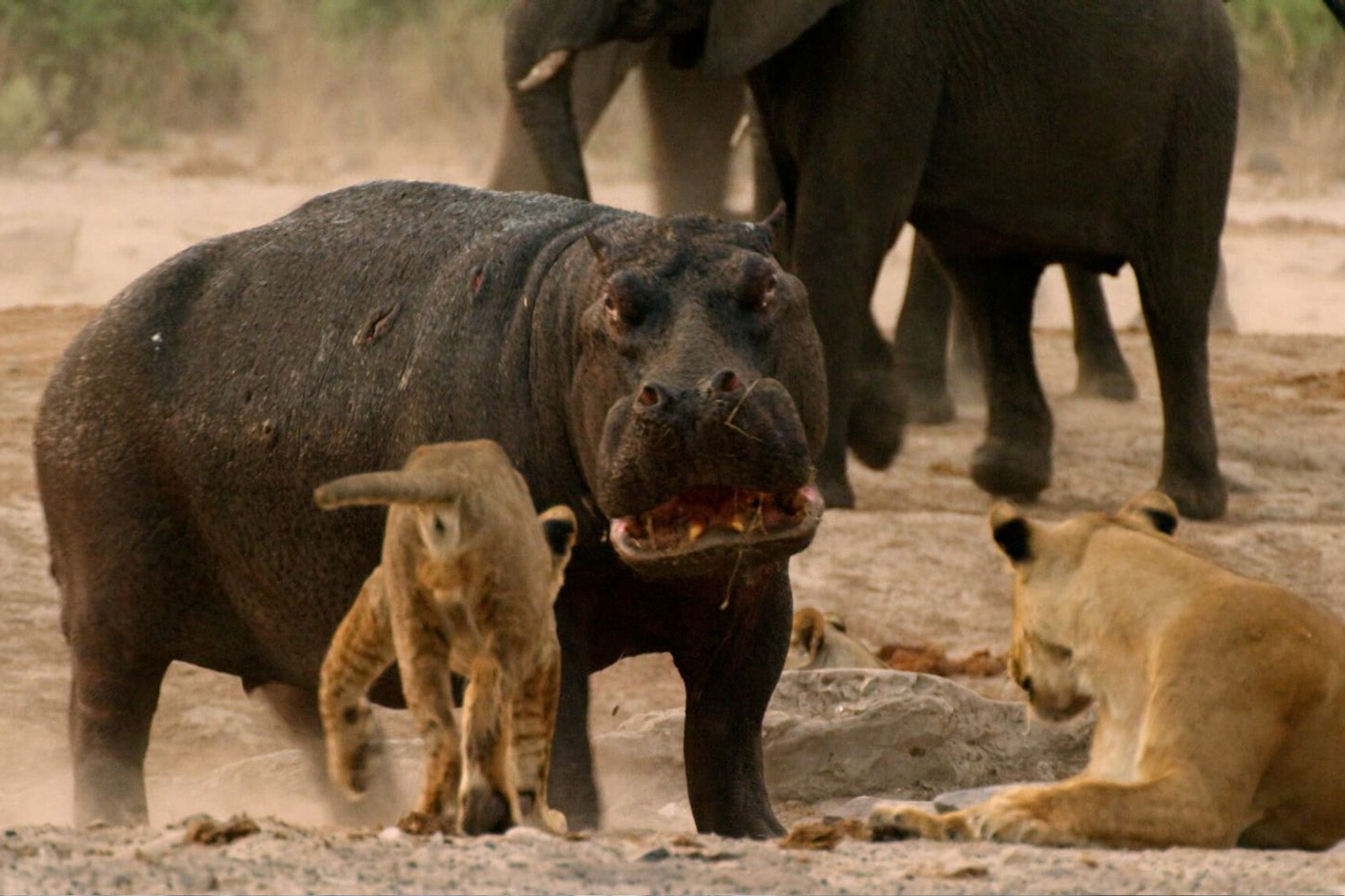 Ha ma mot minh danh duoi dan su tu hinh anh