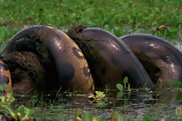 Tran Anaconda nuot tron con moi khong lo hinh anh