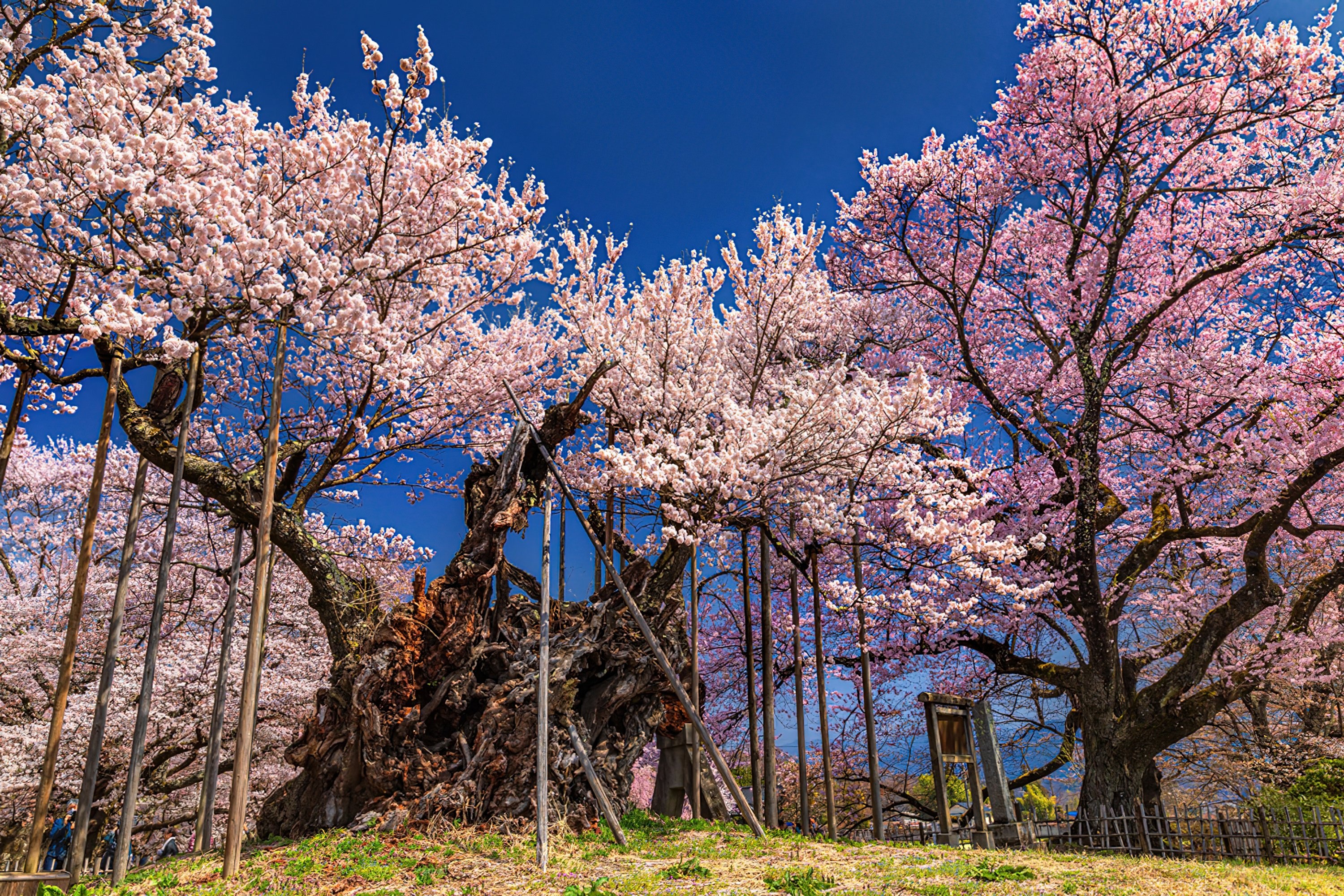 Cay anh dao hon 1.500 nam tuoi o Nhat Ban hinh anh