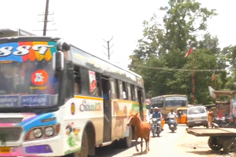 Nghi hinh quang cao la me, ngua con bam theo xe buyt hinh anh