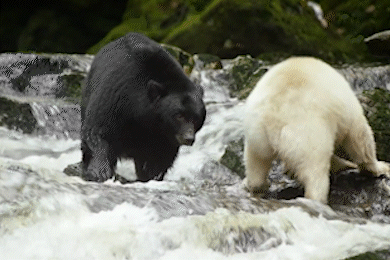 Gau hon chien gianh ca hoi hinh anh