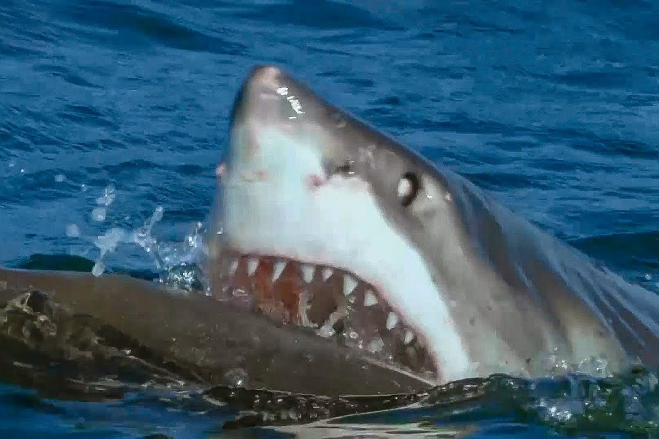 Ca map trang tan cong robot hai cau hinh anh