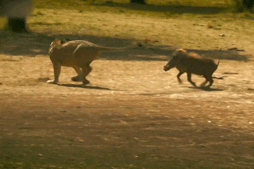 Lon buou duoi su tu chay te khoi hinh anh
