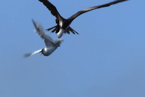 Coc bien cuop moi cua chim khac hinh anh