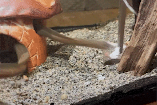 Co gai nuoi luon lam thu cung hinh anh