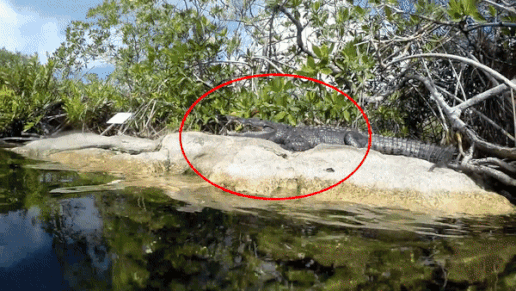 Nguoi dan ong lieu linh selfie cung ca sau hinh anh