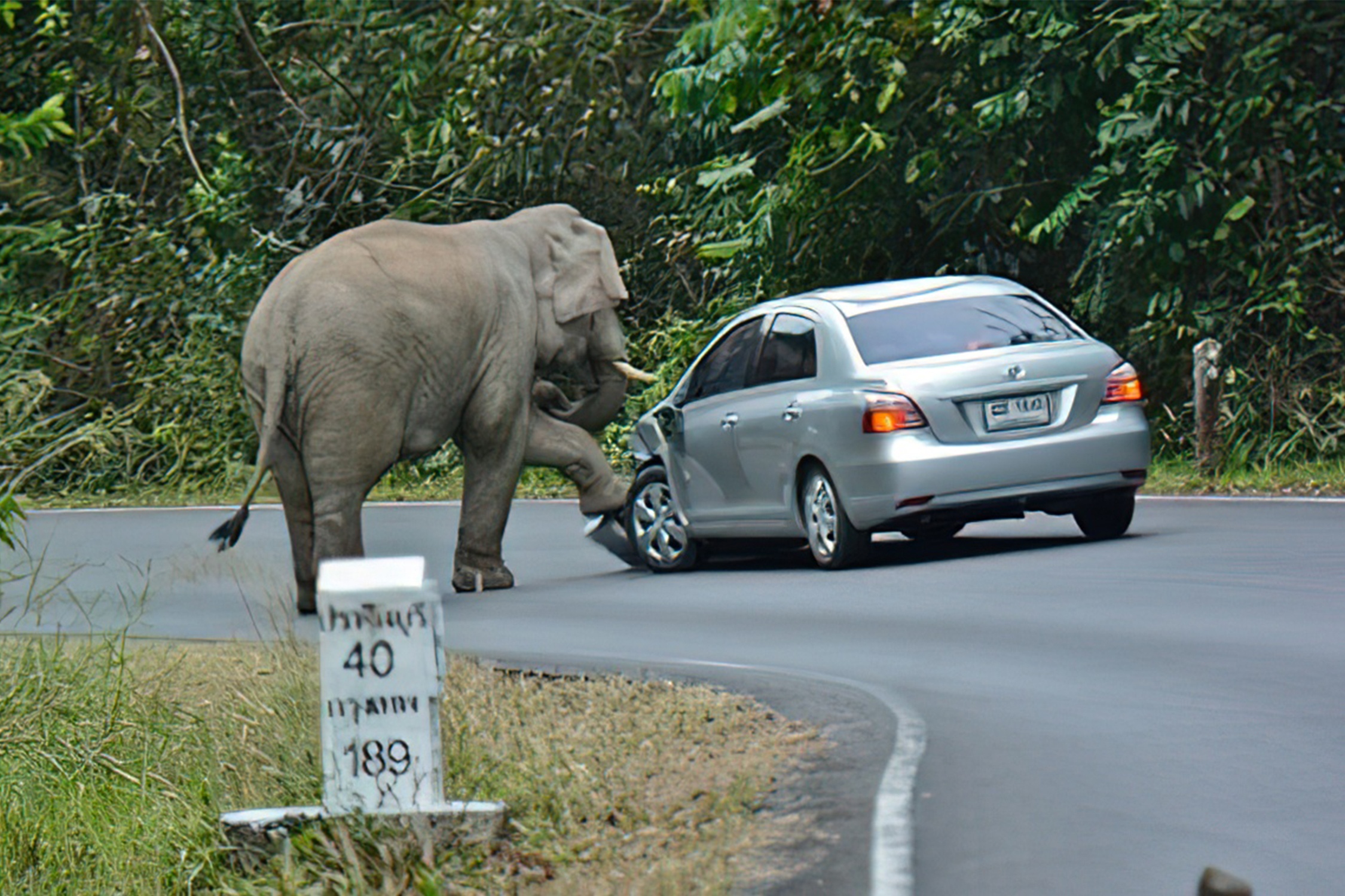 Voi bat ngo chan dau oto cua du khach hinh anh