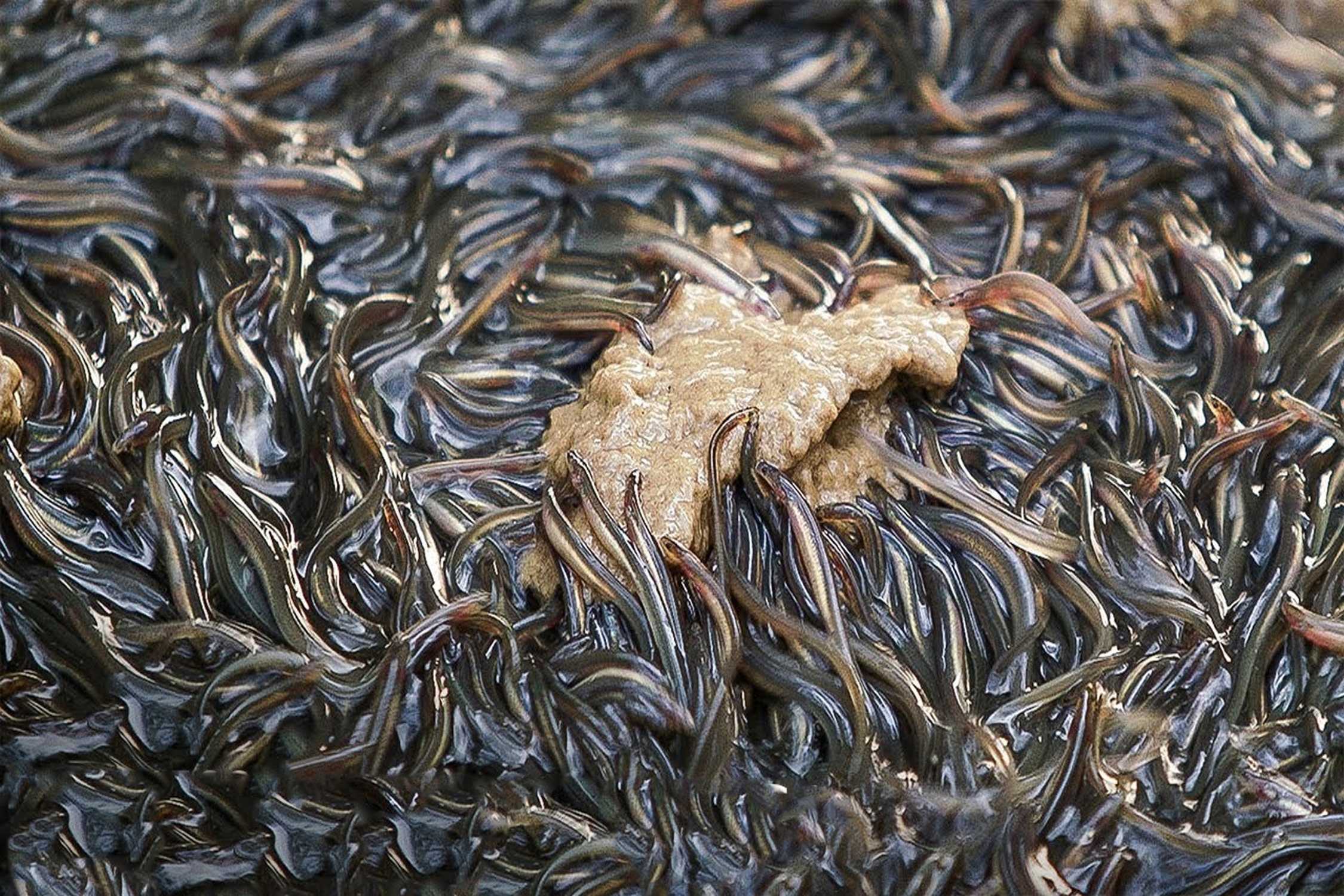 Cach nguoi Nhat che bien thit luon gia 35.000 USD/kg hinh anh