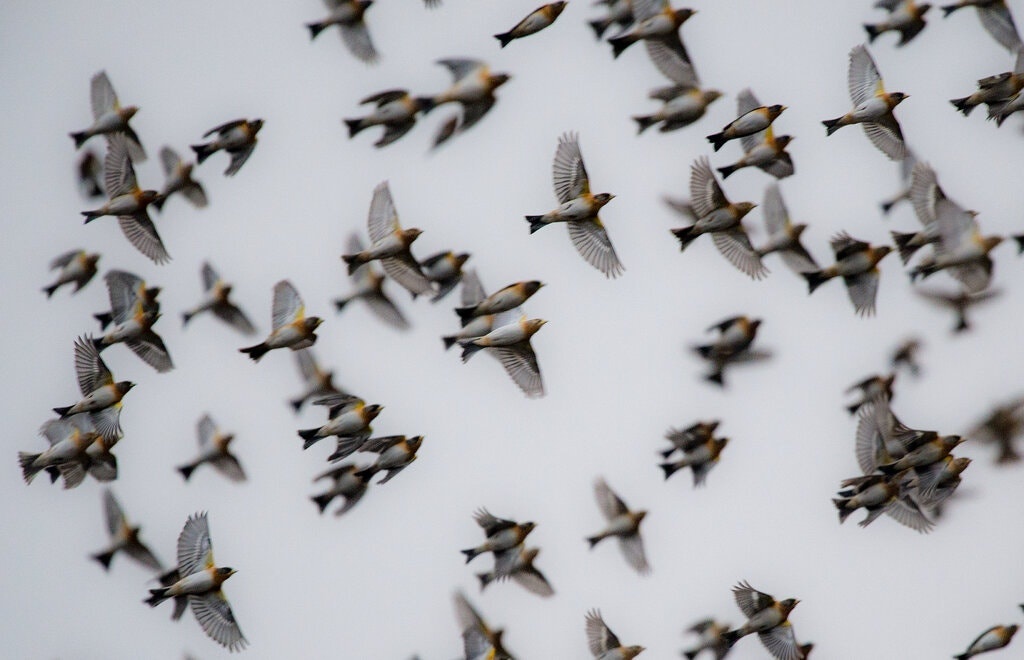 Dan chim di tru quy hiem bi xe thit de dai tiec hinh anh