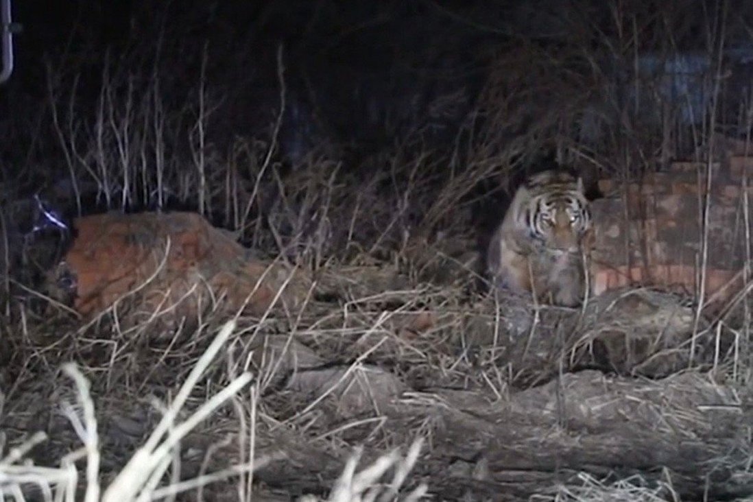 Nga,  lang Trung Quoc,  dong vat hoang da,  meo lon anh 1