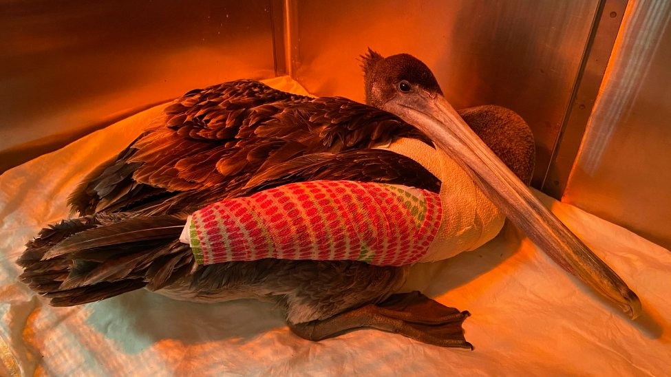 Hon 30 con bo nong bi cat thit bi an o California hinh anh