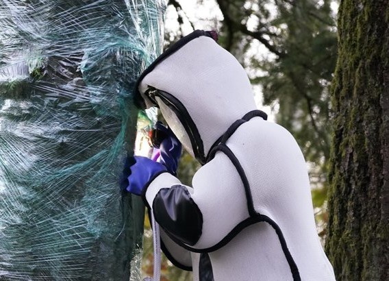 Phat hien con ong bap cay 'sat thu' dau tien trong nam o My hinh anh