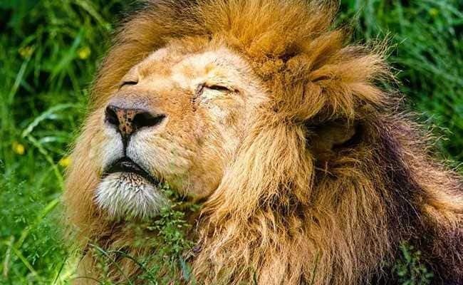 Sri Lanka cau vien An Do sau khi phat hien su tu mac Covid-19 hinh anh