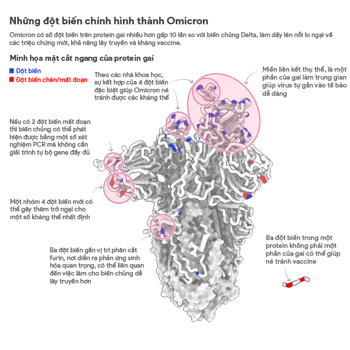 biến chủng Omicron ảnh 4 bien chung Omicron anh 4