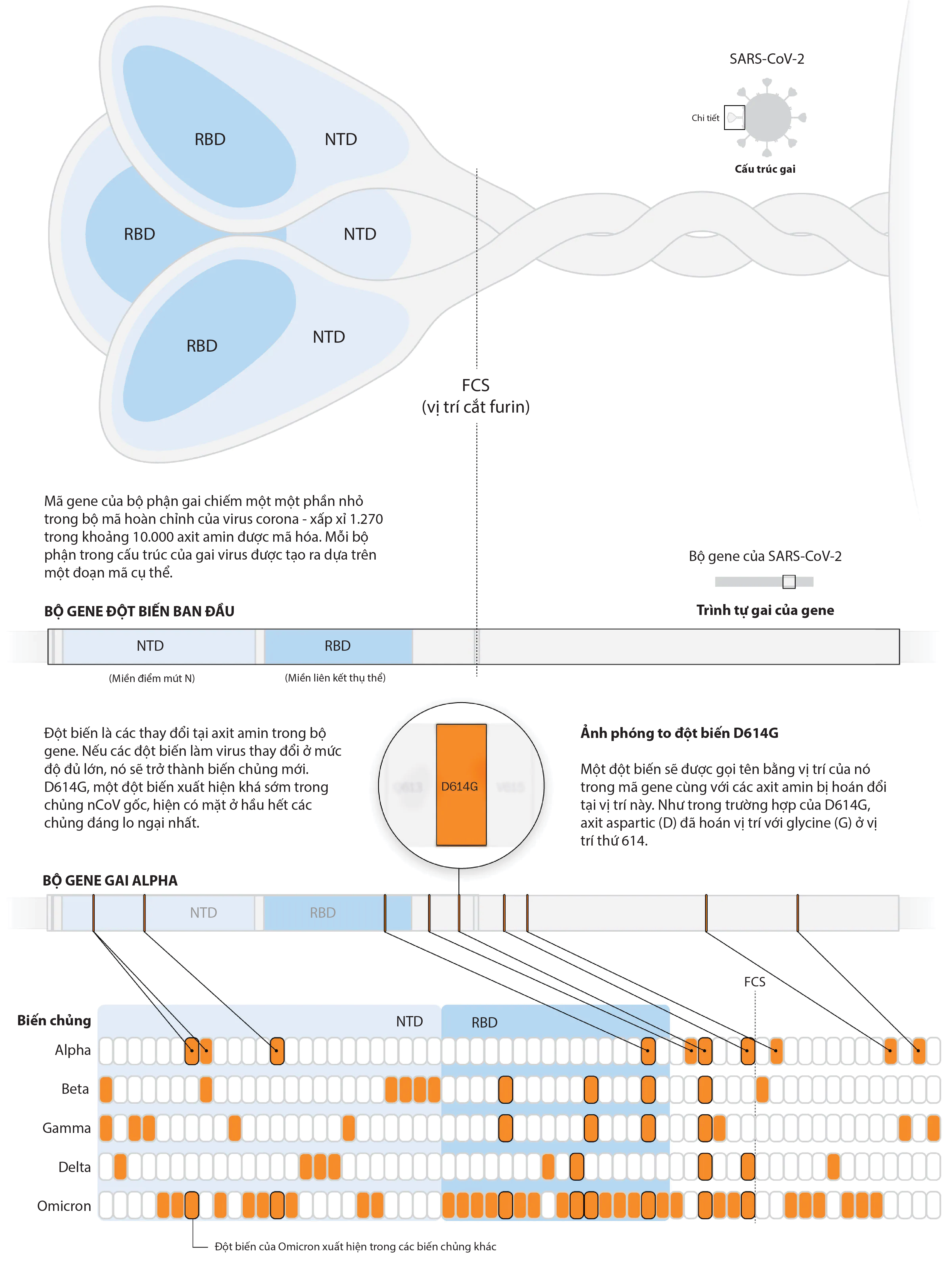 omicron,  bien chung moi,  covid-19,  My anh 3