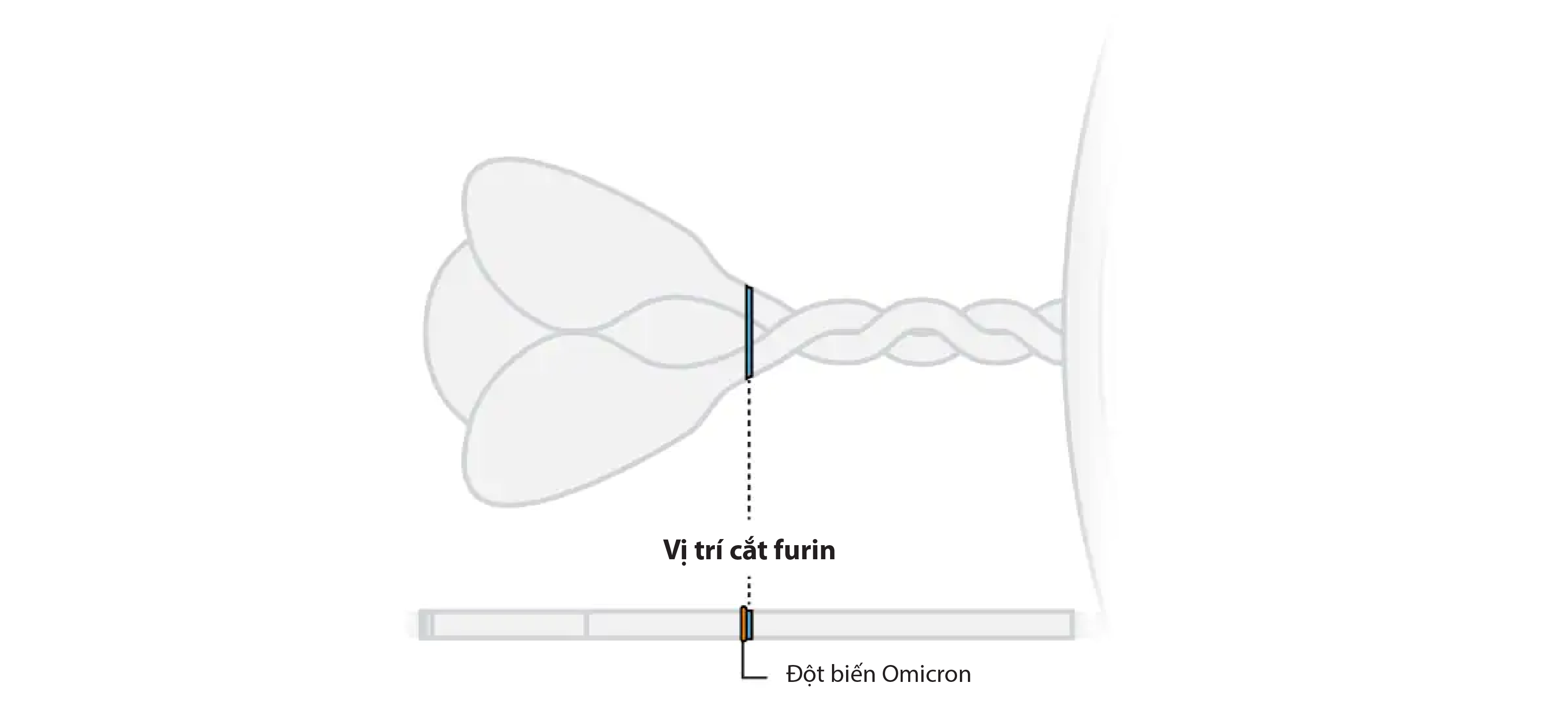 omicron,  bien chung moi,  covid-19,  My anh 8