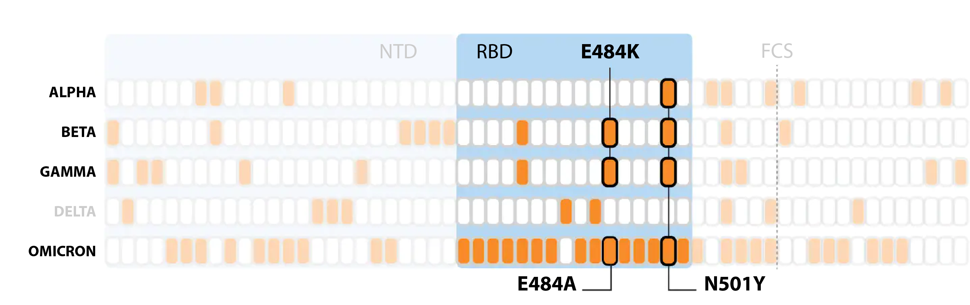 omicron,  bien chung moi,  covid-19,  My anh 5