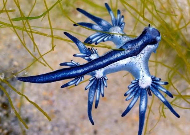 Rong xanh hiem gap dat vao bai bien My hinh anh