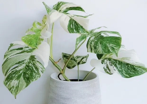 trau ba,  thu choi cay canh,  cay sieu hiem anh 3