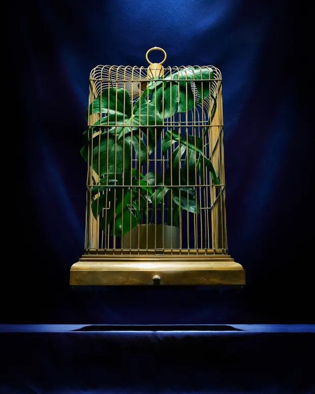 trau ba,  thu choi cay canh,  cay sieu hiem anh 2