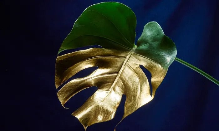 Dang sau con sot choi cay canh dat nhat the gioi hinh anh