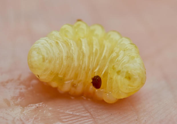 Australia phong toa dan ong 'de trung vang' hinh anh