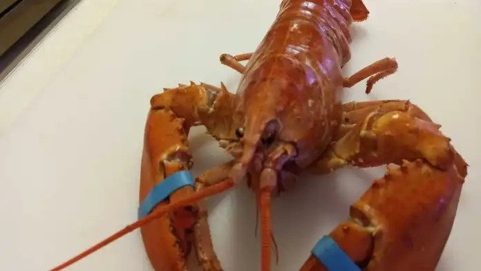 Chu cua hang phat hien tom hum cam sieu hiem trong thung nguyen lieu hinh anh